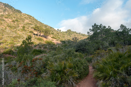 The desert of the palms in benicasim, Costa azahar