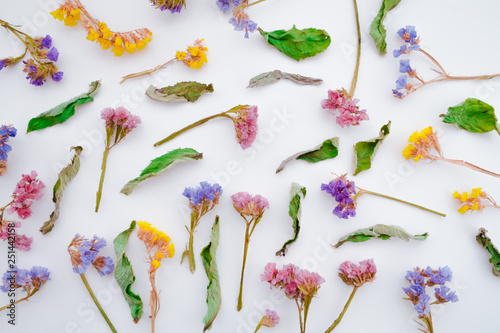 Dried Field Flower on White Background with Real Shadow. Top View Image of Wild Flowers.