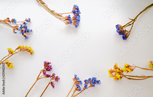 Dried flowers and herbarium on a white background. Top View Image of Wild Flowers. 