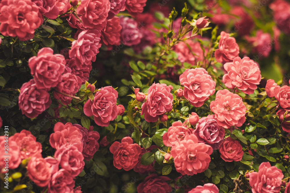 Pink Rose Bushes Blooming Garden Summer