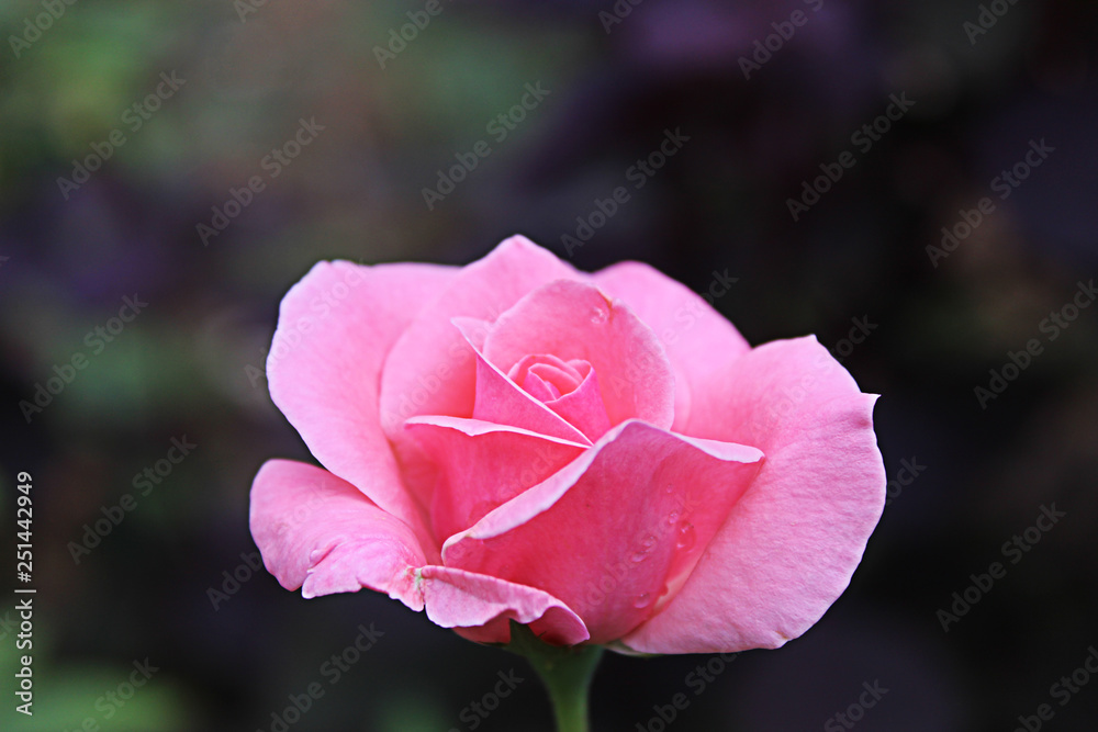 pink rose in the garden pink rose in the garden