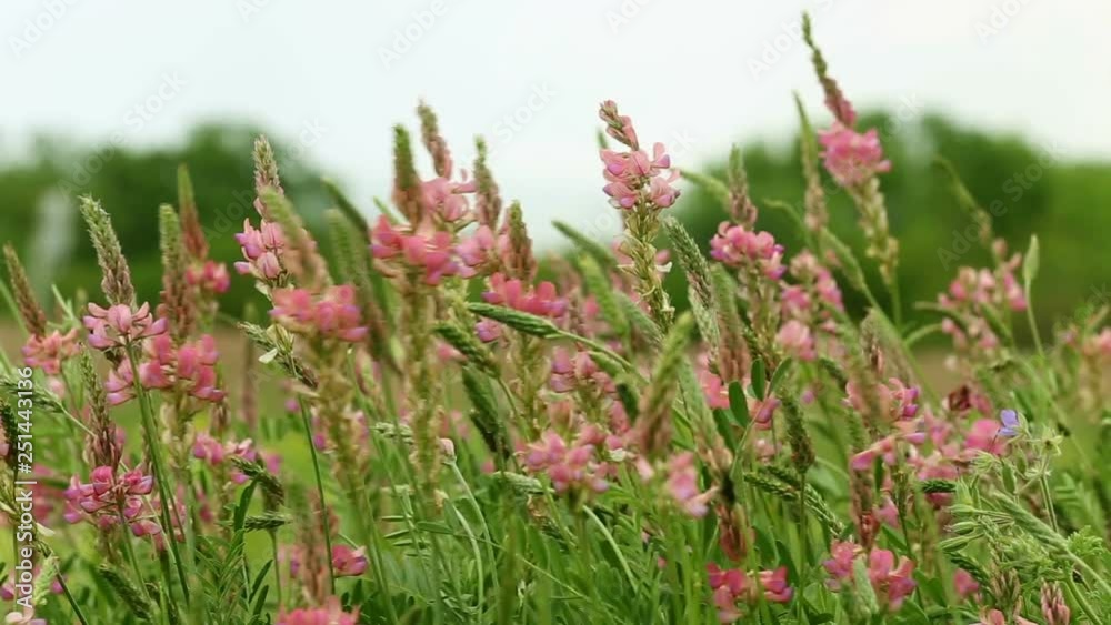 Sainfoin is a perennial forage plant of the legume family swaying in the wind Sainfoin is a perennial forage plant of the legume family swaying in the wind