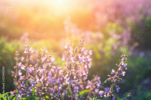 field of lilac flowers in the rays at sunset