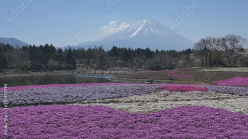 Mt. Fuji and Shiba Sakura (moss phlox, moss pink, mountain phlox). A spectacular spring landscape representing Japan. photo
