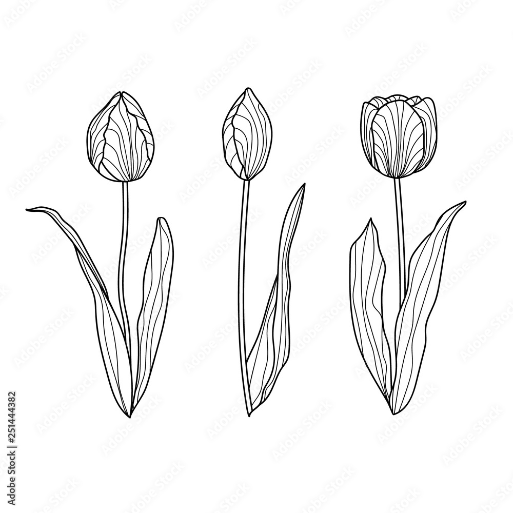 Fototapeta Set of hand drawn tulips. Vector flowers isolated on white.