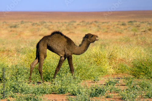 Deserto del Sahara  Dune di Erg-Chigaga  M Hamid El Ghizlane  Marocco