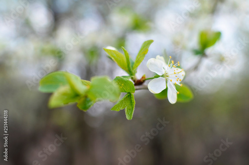 photo of blossoming tree brunch with white flowers on bokeh