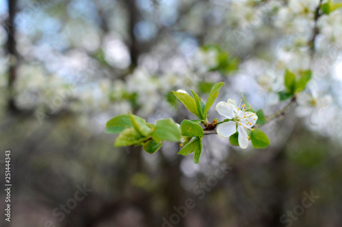 photo of blossoming tree brunch with white flowers on bokeh