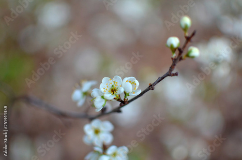 photo of blossoming tree brunch with white flowers on bokeh