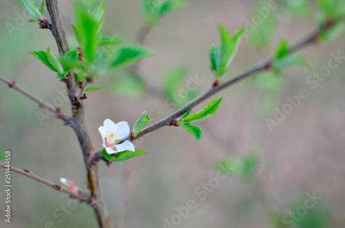 photo of blossoming tree brunch with white flowers on bokeh