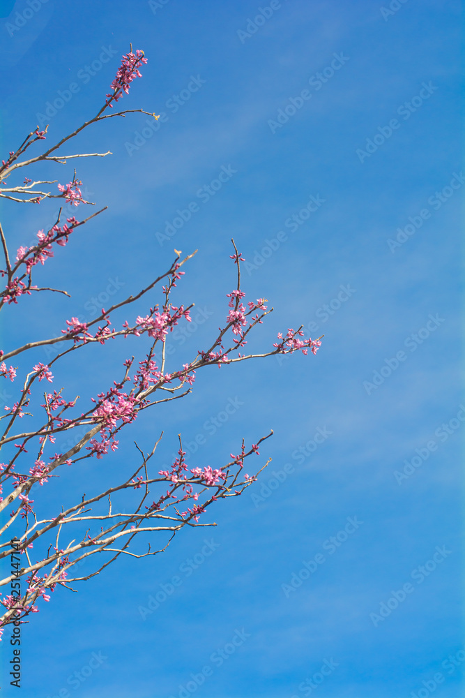 Pink spring blossoms against blue sky Pink spring blossoms against blue sky