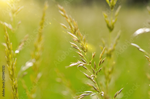 Spikelets of grass in the sunlight.