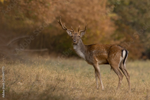 fallow deer (Dama dama)
