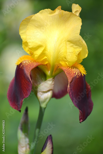 Flower of an iris bearded  Iris L.   close up