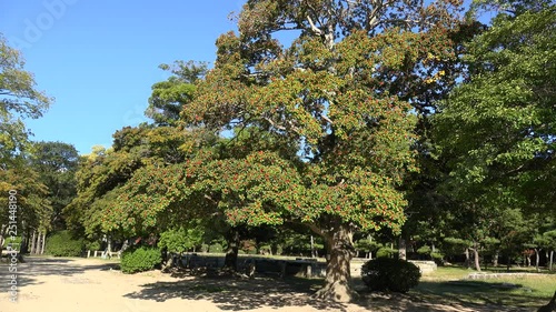 Kurogane Holly Tree that survived the atomic bombing (hibakujumoku tree). Hiroshima Castle Park, Japan photo