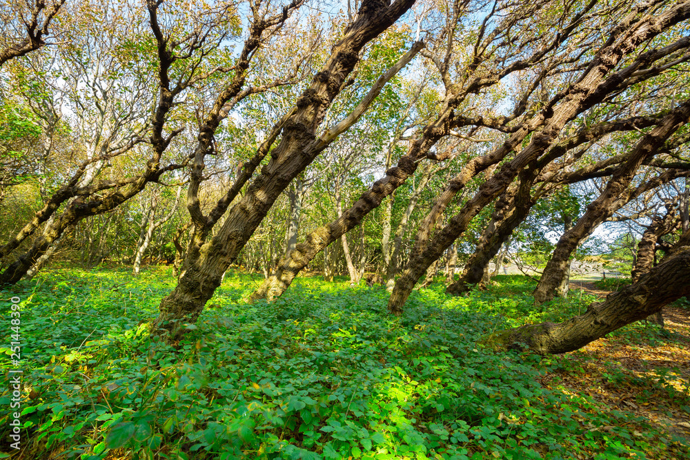 Fototapeta premium Trees leaning over from coastal winds