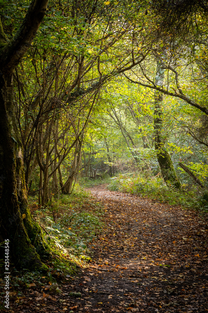 Sun shining through trees on path in woods