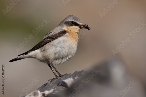 Northern Wheatear - Oenanthe oenanthe with the moth during its chicks feeding © phototrip.cz