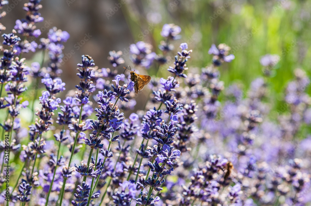 Fototapeta premium Insect on lavender angustifolia, lavandula blossom in herb garden in evning sunlight, sunset