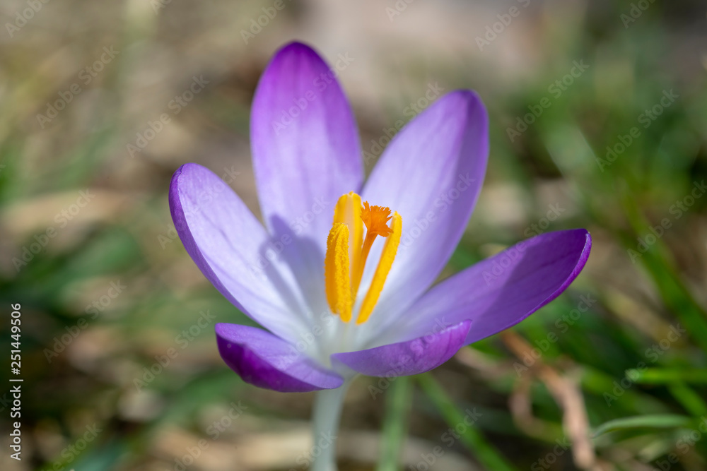 Lila Krokus makro wunderschön Lila Krokus makro wunderschön