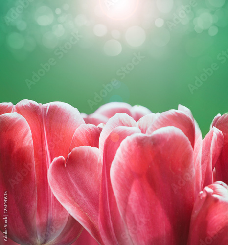 Spring flower tulip red