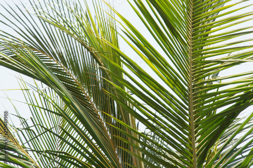 Palm leaf tree 