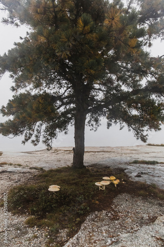 Tree growing on mountain at Minnewaska State Park Preserve during foggy weather photo