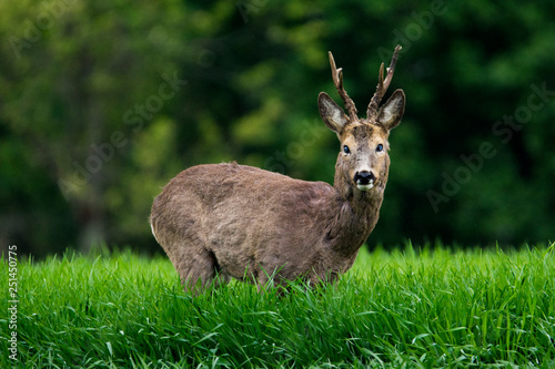  Roe deer in green grass © predrag1