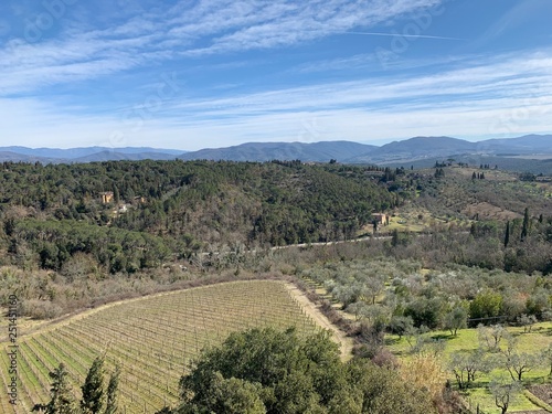 View at wine and olive trees of Impruneta, in Florence