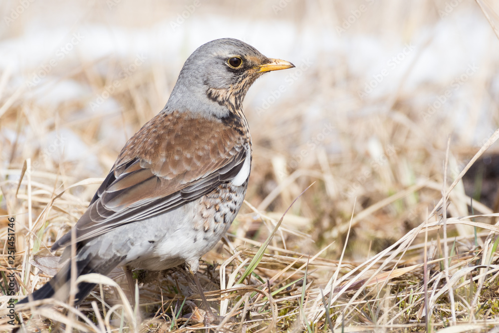 Portrait of a fieldfare (Turdus pilaris) Portrait of a fieldfare (Turdus pilaris)