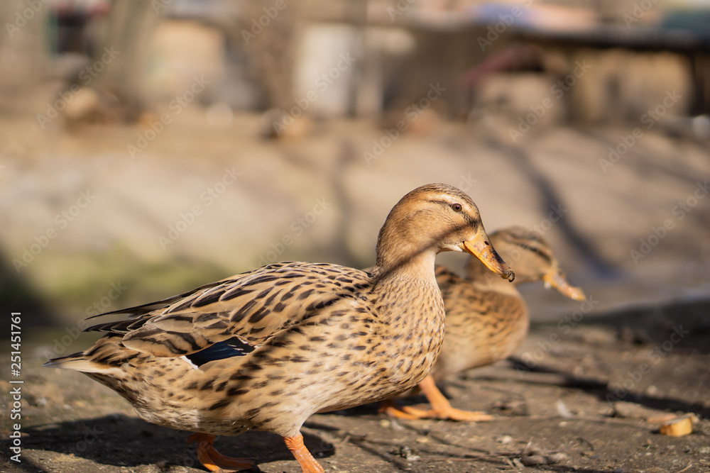 Wild ducks. Beautiful birds in the city park on a sunny day. Wild ducks. Beautiful birds in the city park on a sunny day.