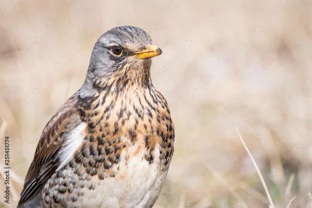 Portrait of a fieldfare (Turdus pilaris) Portrait of a fieldfare (Turdus pilaris)