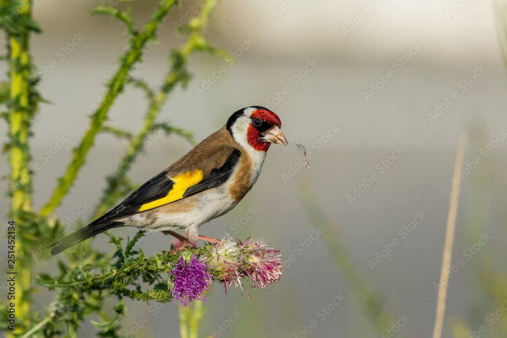 Fototapeta premium Bird on a flower