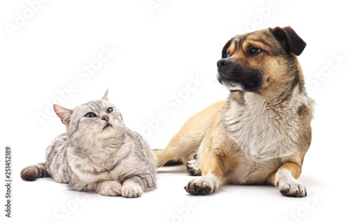 Fototapeta Naklejka Na Ścianę i Meble -  Cat and dog.