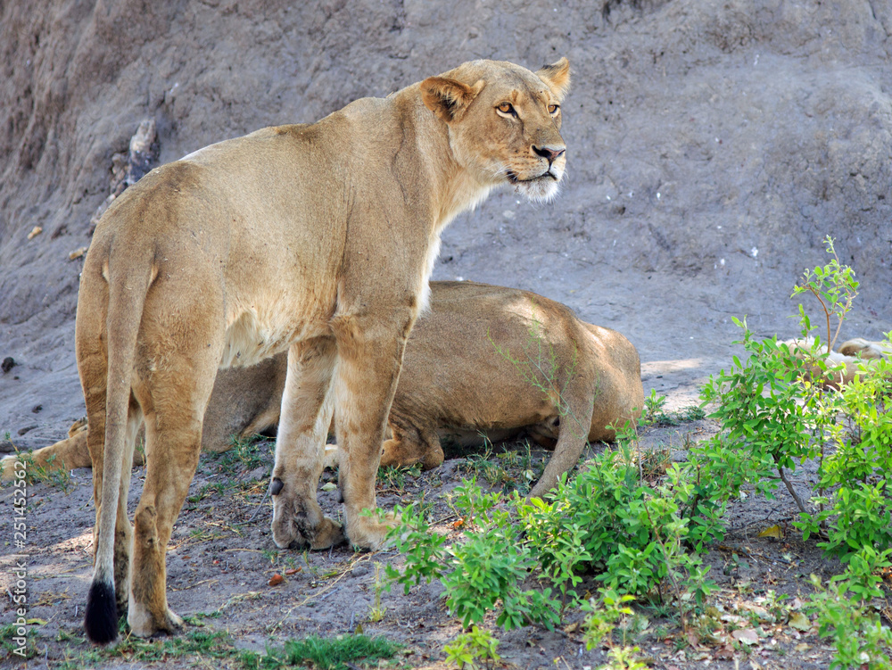 African Lioness standing looking alert while another is lying down asleep. Hwange National Park, Zimbabwe African Lioness standing looking alert while another is lying down asleep. Hwange National Park, Zimbabwe