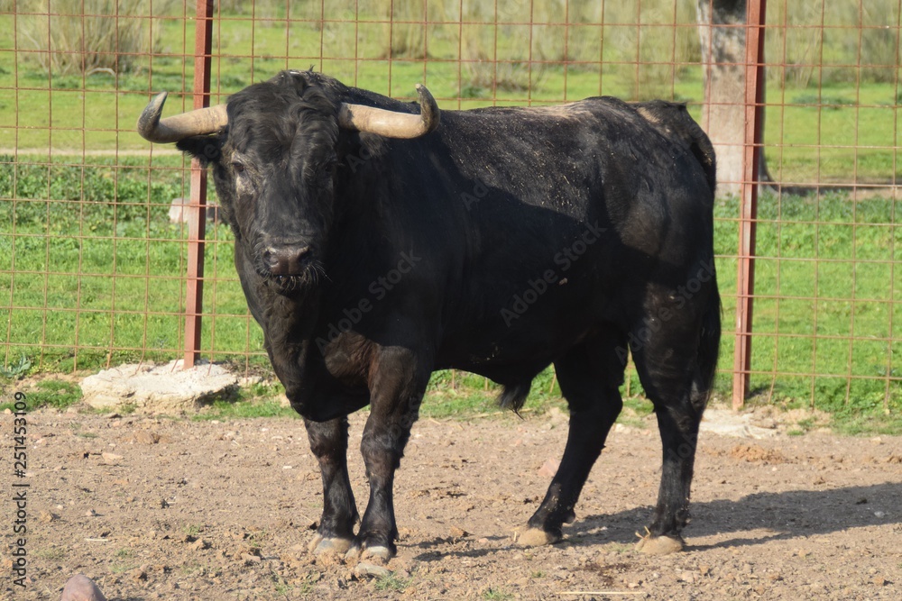 spanish bull