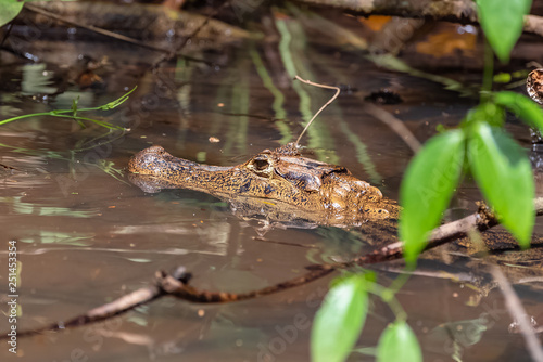 Caiman  Caiman crocodilus  animal in the river in Costa Rica
