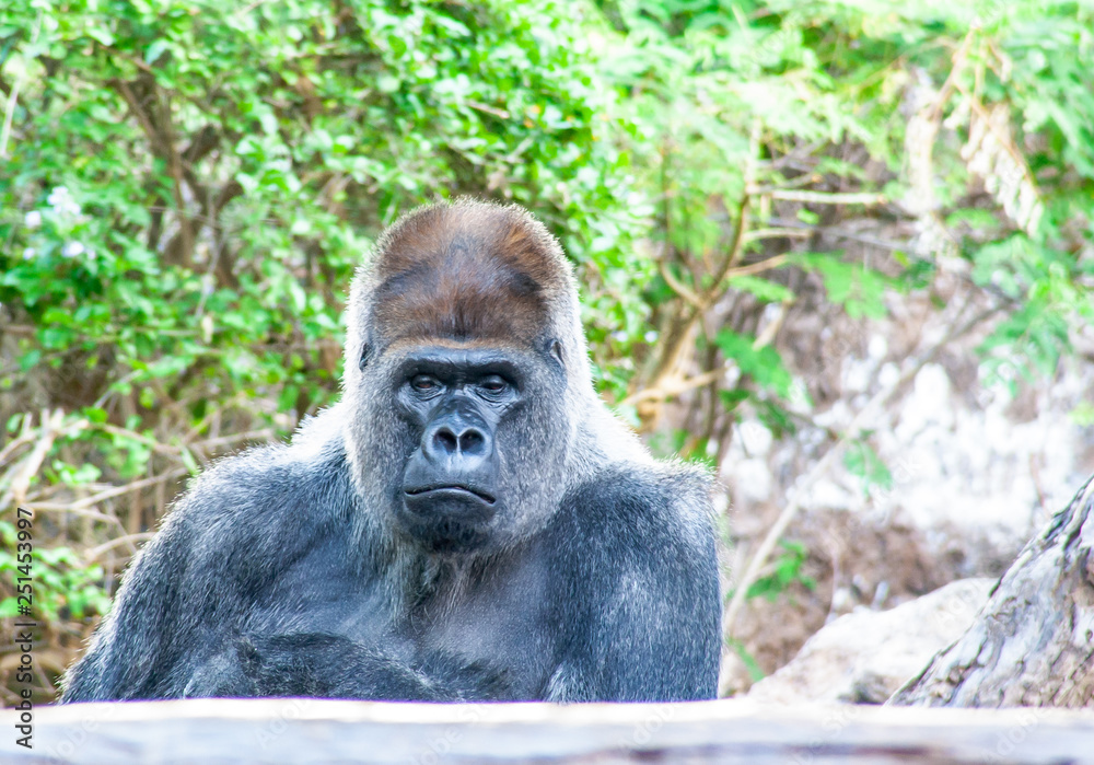 Fototapeta premium grimly Gorilla sits here and waiting for you