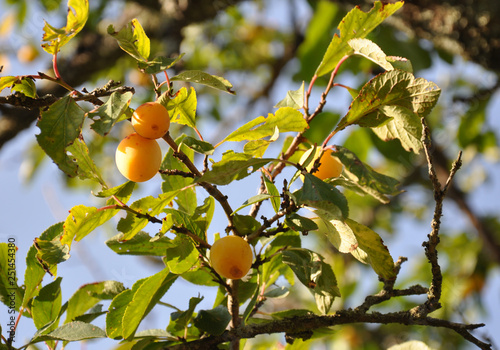 Mirabelles de Lorraine