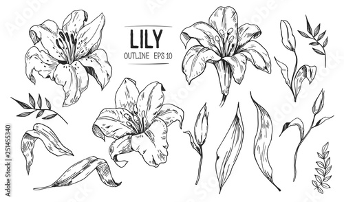 Lilies sketch. Set of lilies flowers. Hand drawn illustration converted to vector.