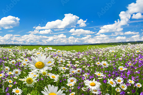 spring landscape with flowering flowers on meadow © yanikap
