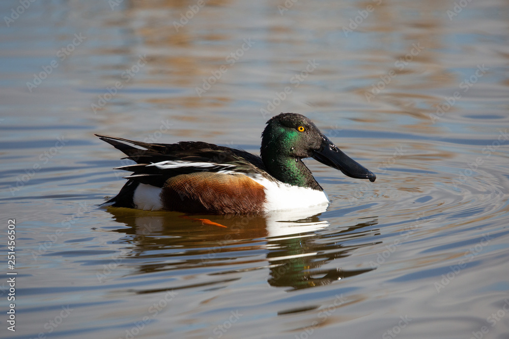 Fototapeta premium Mestolone