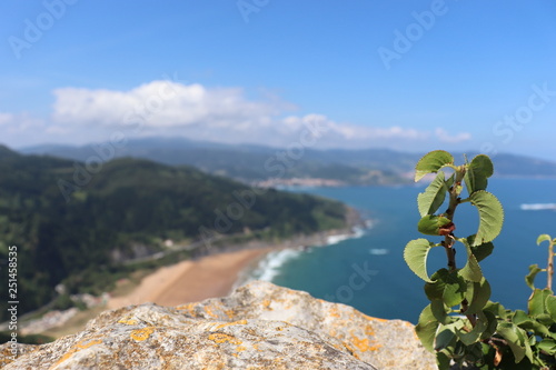 A plant focused from the top of a mountain with a beach and the sea behind with a clear blue sky