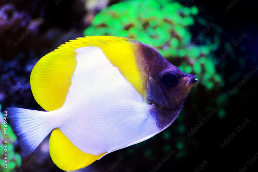 Naklejka premium Yellow Pyramid Butterflyfish - (Hemitaurichthys polylepis)