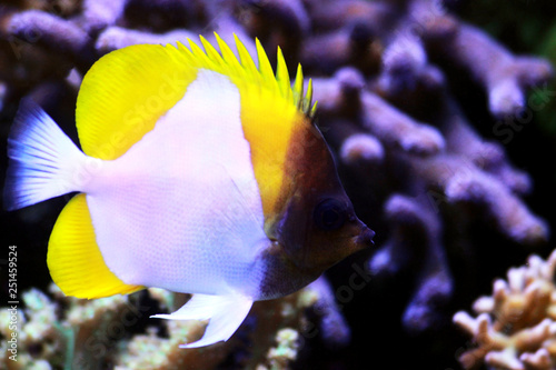 Yellow Pyramid Butterflyfish - (Hemitaurichthys polylepis) photo