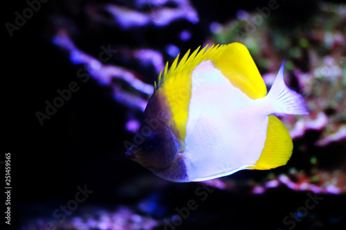 Yellow Pyramid Butterflyfish - (Hemitaurichthys polylepis) photo