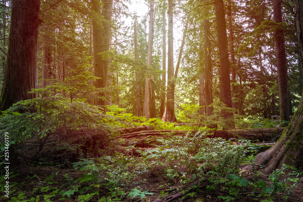 Obraz premium Sunlit Hemlock Tree Forest in Summer. Glacier National Park, BC, Canada.