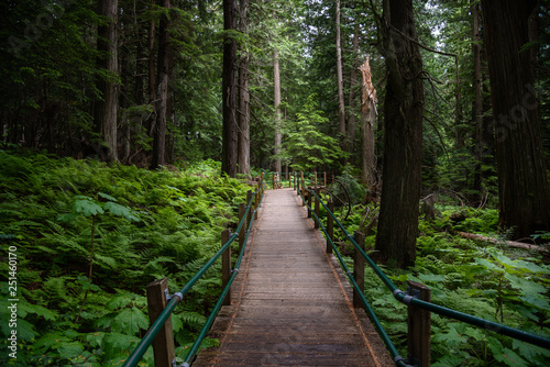 Empty Walkway through a Dense Forest on a Summer Day