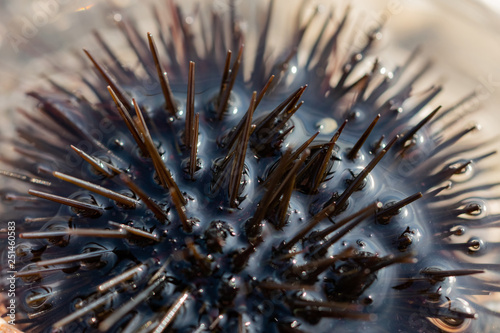 sea urchin on a rocky beach photo
