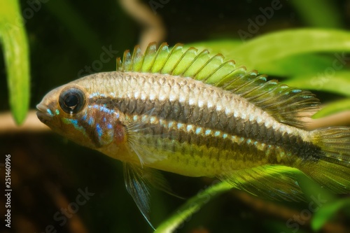 Apistogramma mendezi, apisto, blackwater dwar cichlid fish, wild young male from Barcelos, Rio Negro, Amazonas, natural biotope aquarium photo